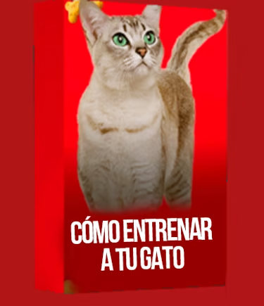 Cómo entrenar a tu gato